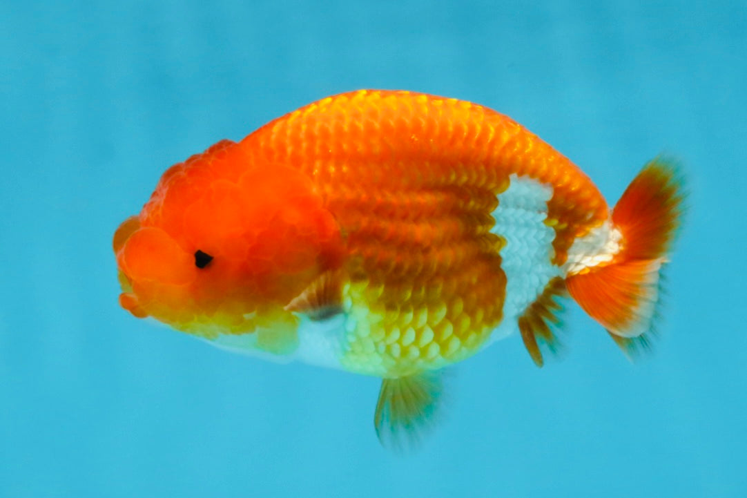 A Grade Red White LionQueen 4 inches #112825LC_06