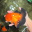 CHONKY A Grade Apache Oranda Male 5.5-6 inches #040326OR_09