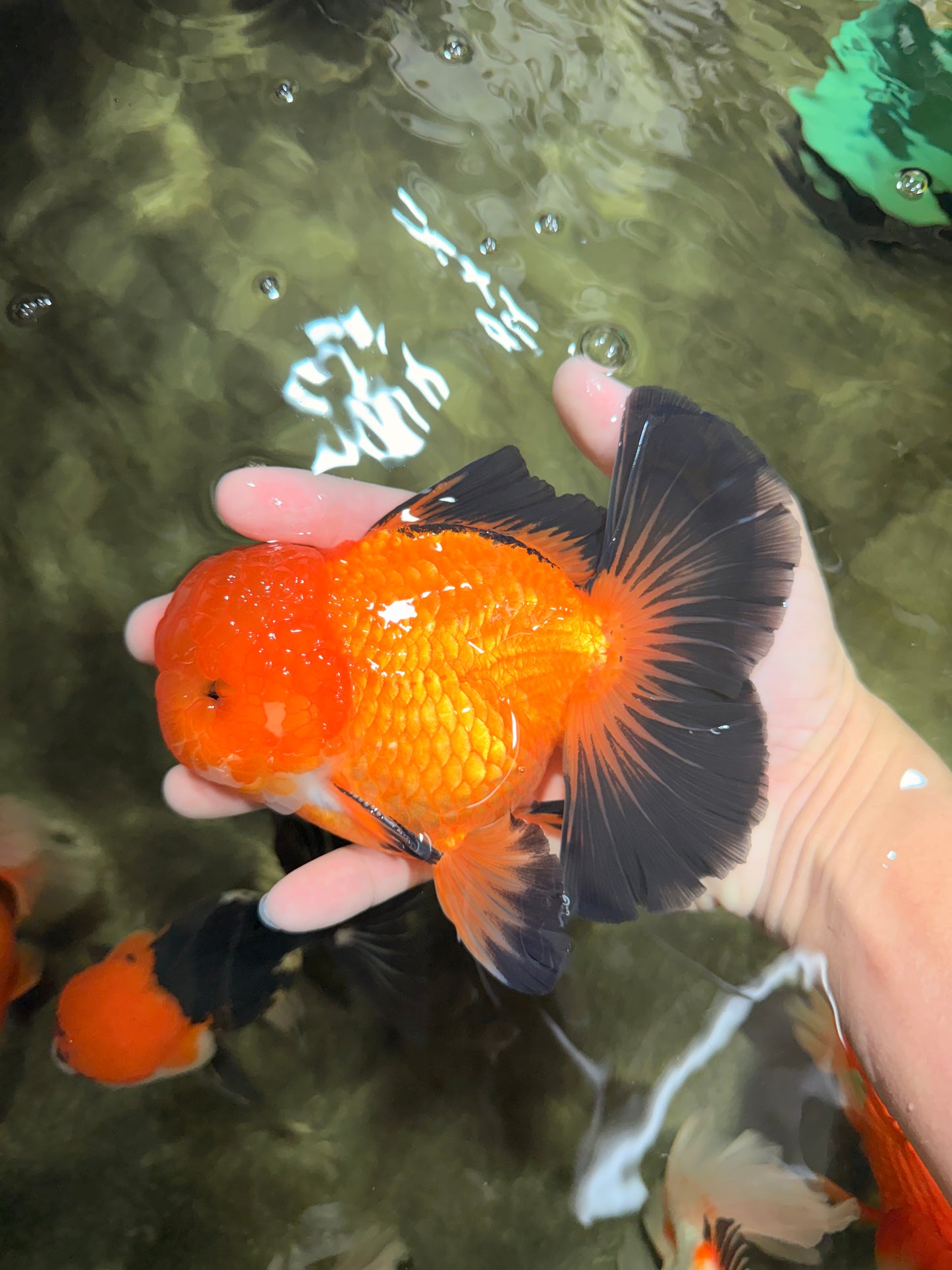 CHONKY A Grade Apache Oranda Male 5.5-6 inches #040326OR_09