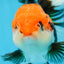 A Grade Tricolor Oranda Female 5-5.5 inches #080825OR_12