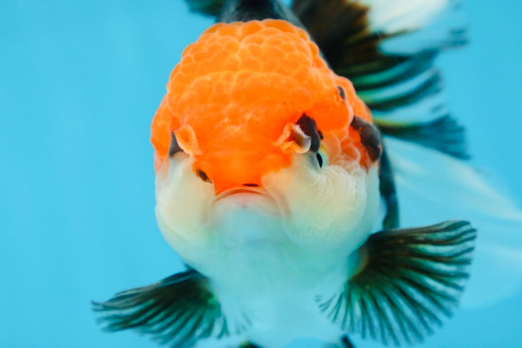 A Grade Tricolor Oranda Female 5-5.5 inches #080825OR_12