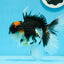 A Grade Tricolor Oranda Male 5.5 inches #0920OR_24