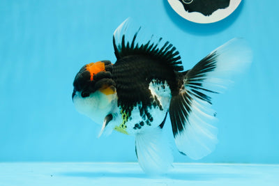 Oranda macho tricolor de grado A de 5,5 pulgadas n.° 0920OR_24