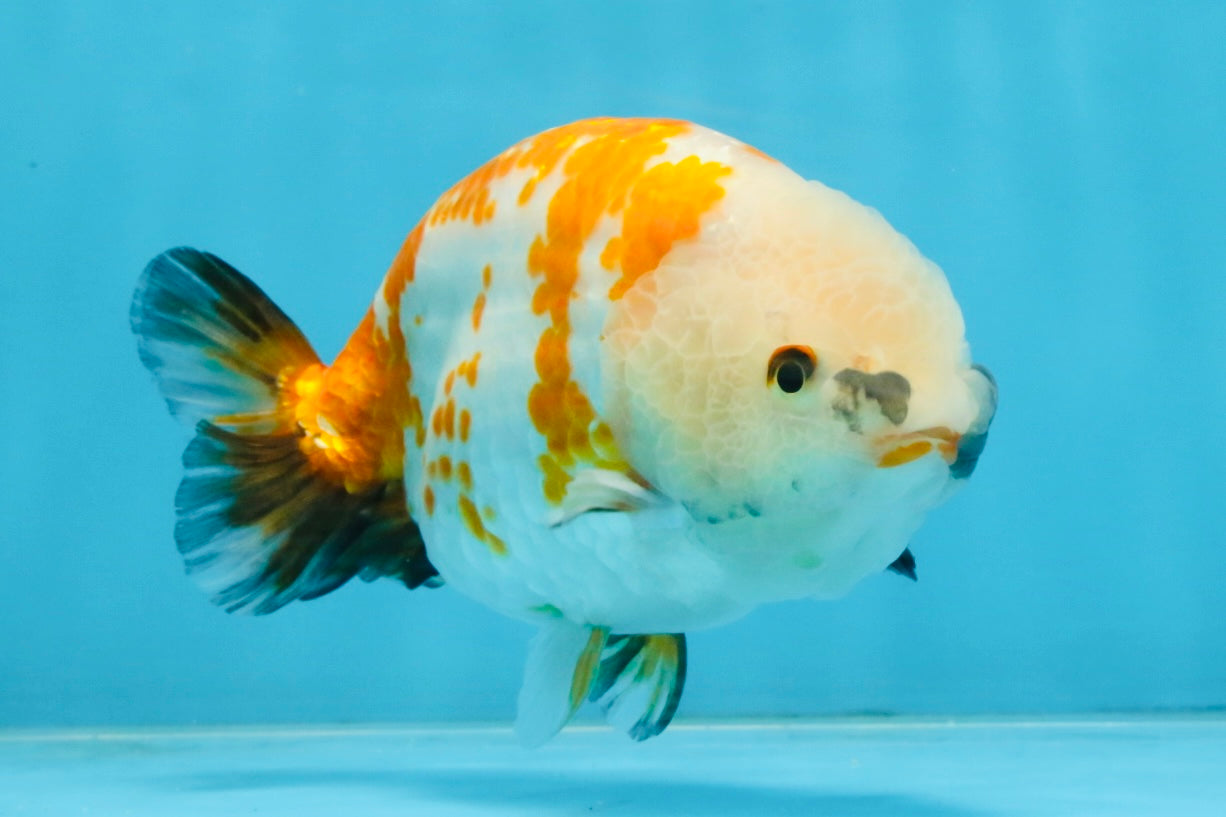 A Grade Tricolor LionKing 5-5.5 inches #112125LC_01