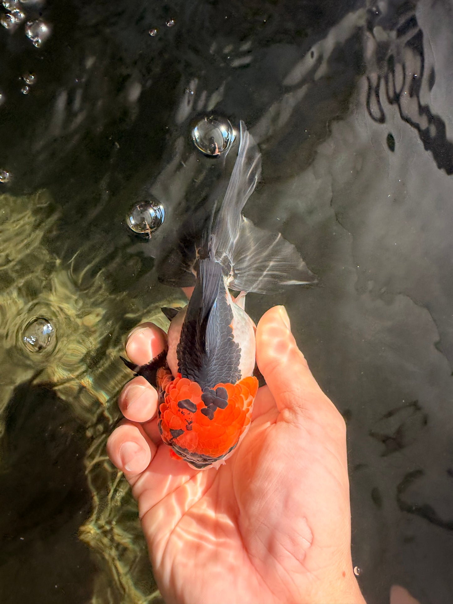 A Grade Red White Oranda Male 5-5.5 inches #051526OR_03