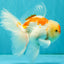 A Grade Red White Oranda Male 5.5-6 inches #082126OR_04