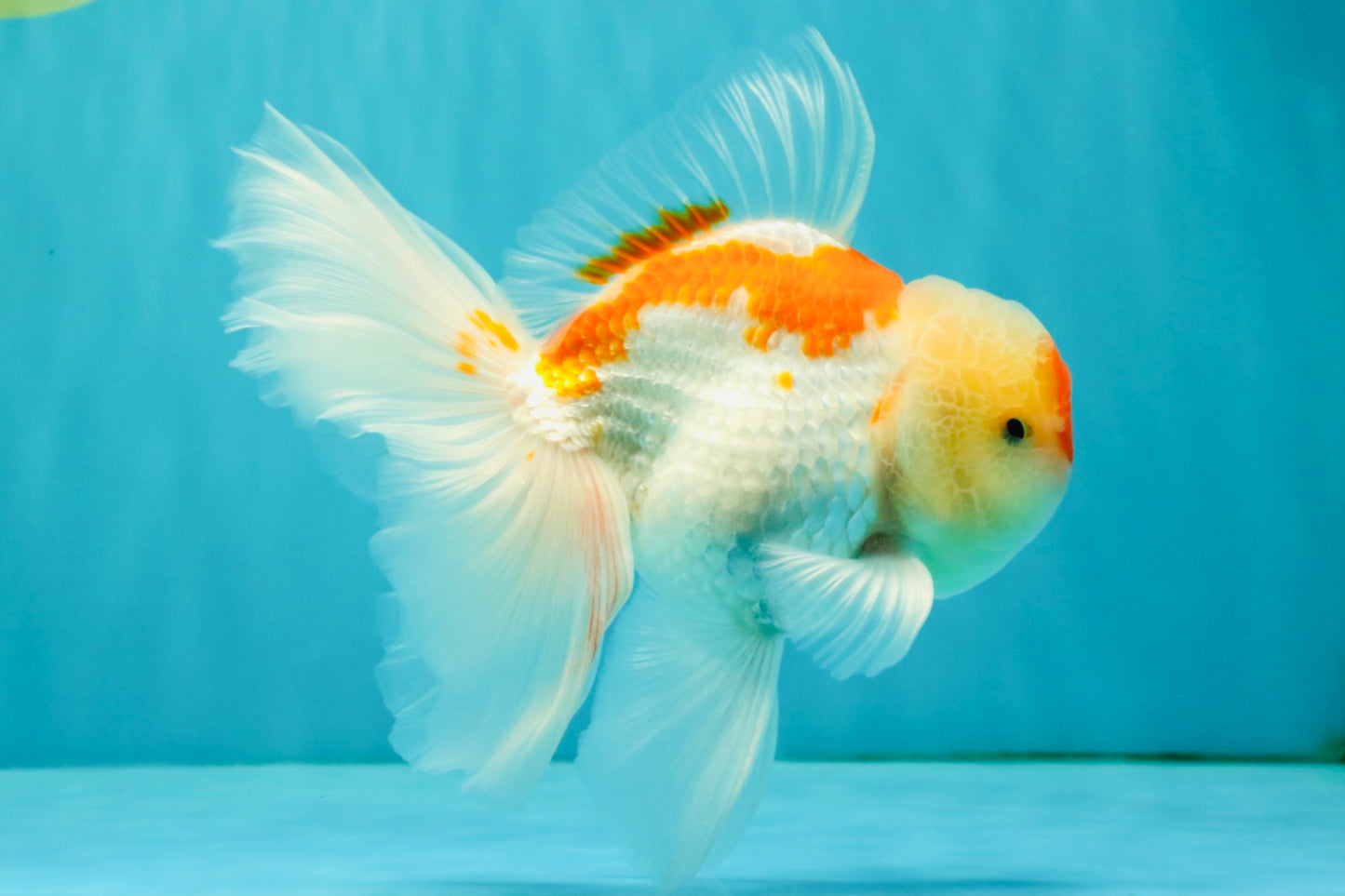 A Grade Red White Oranda Male 5.5-6 inches #082126OR_04