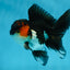 A Grade Chonky Tricolor Oranda Male 5 inches #062025OR_19