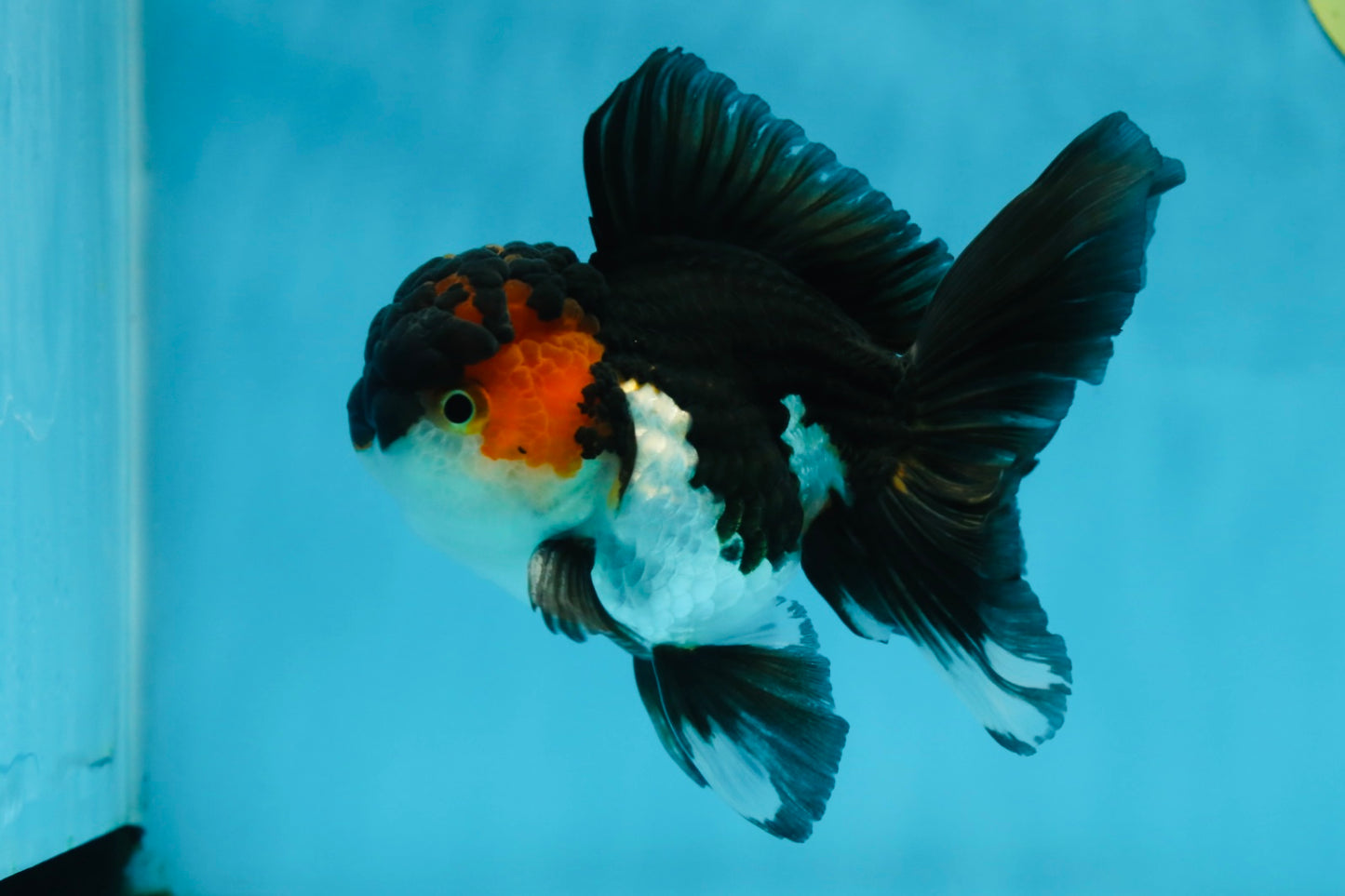 A Grade Chonky Tricolor Oranda Male 5 inches #062025OR_19