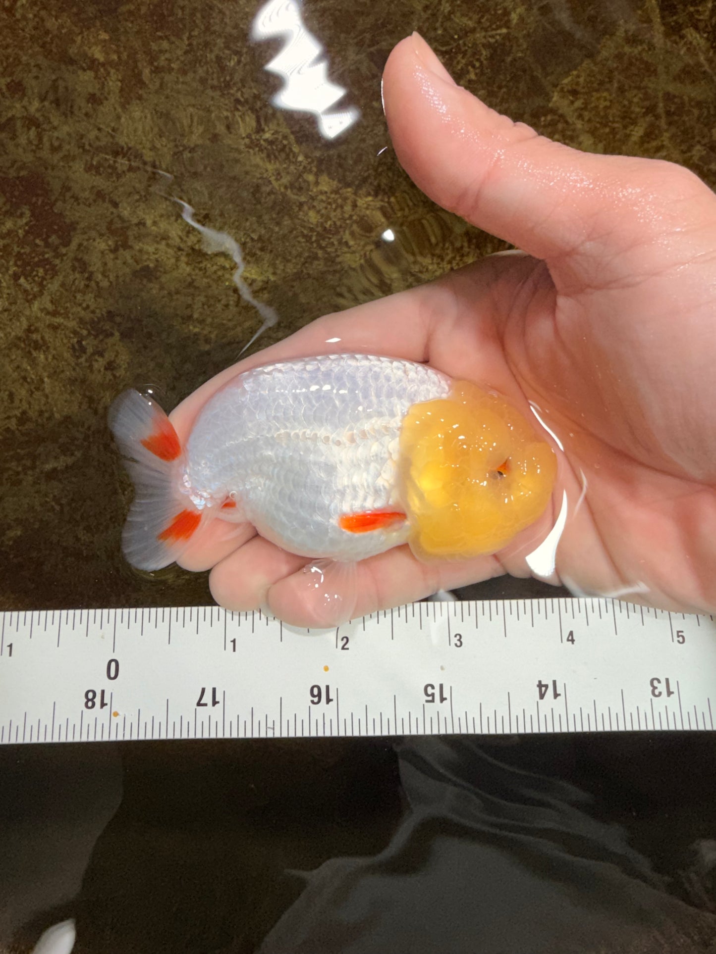 SPECIAL White Lionchu Female 4 inches #120525LC_13