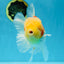 AAA Grade Godzilla Sakura Oranda Male 6 inches #053025OR_25