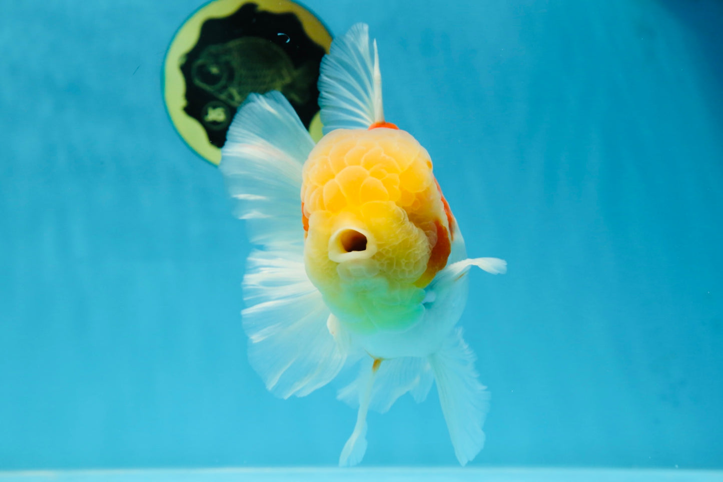 AAA Grade Godzilla Sakura Oranda Male 6 inches #053025OR_25