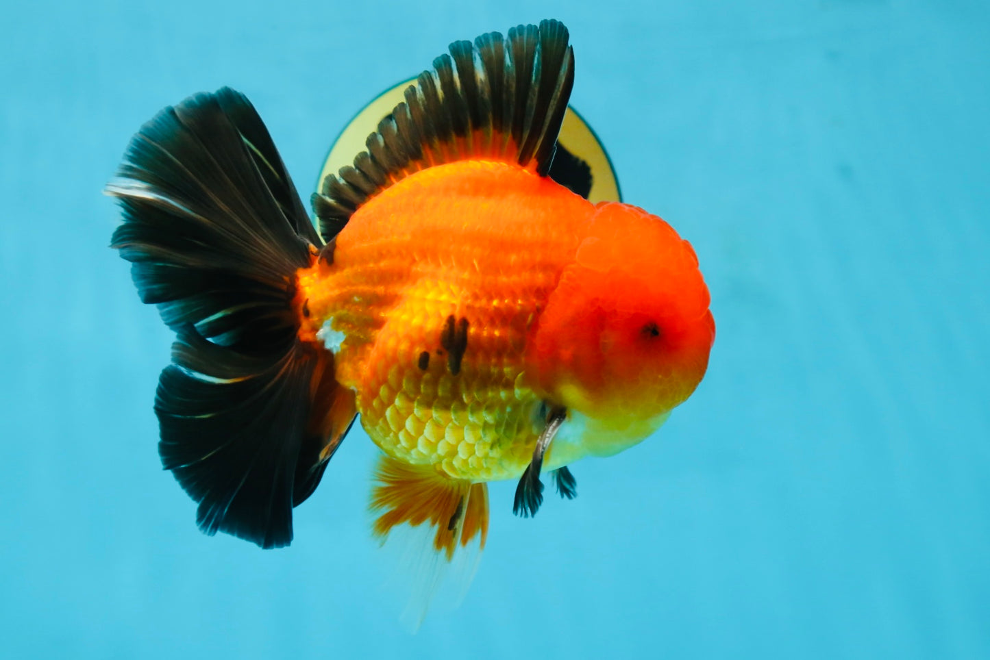 AAA Grade Godzilla Apache Oranda Male 5.5 inches #052325OR_01