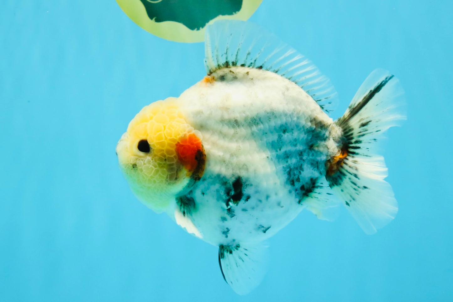 AAA Grade Marble Yuanbao Male 5.5-6 inches #041026YB_25