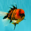 A Grade Tiger Oranda Male 5.5 inches #062626OR_26