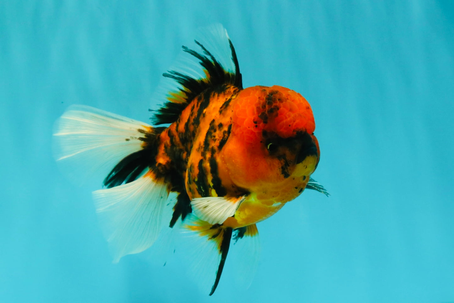 A Grade Tiger Oranda Male 5.5 inches #062626OR_26
