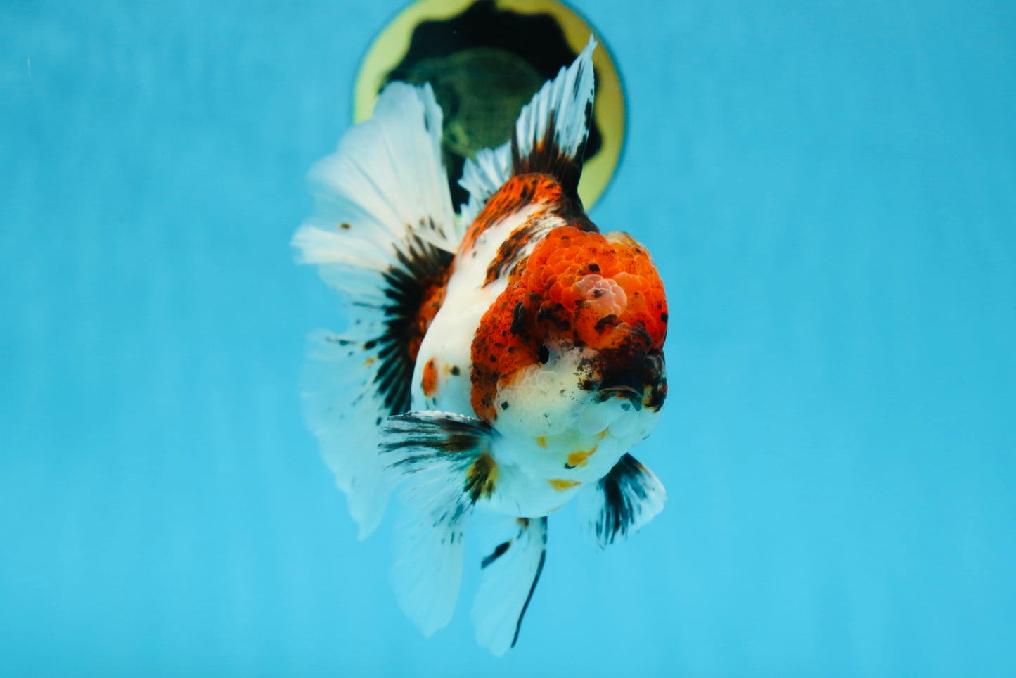 AAA Grade Young Godzilla Calico Oranda Male 5.5 inches #080125OR_04