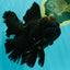 GODZILLA AAA Grade Black Lava Oranda Male 6.5-7 inches #092526OR_02
