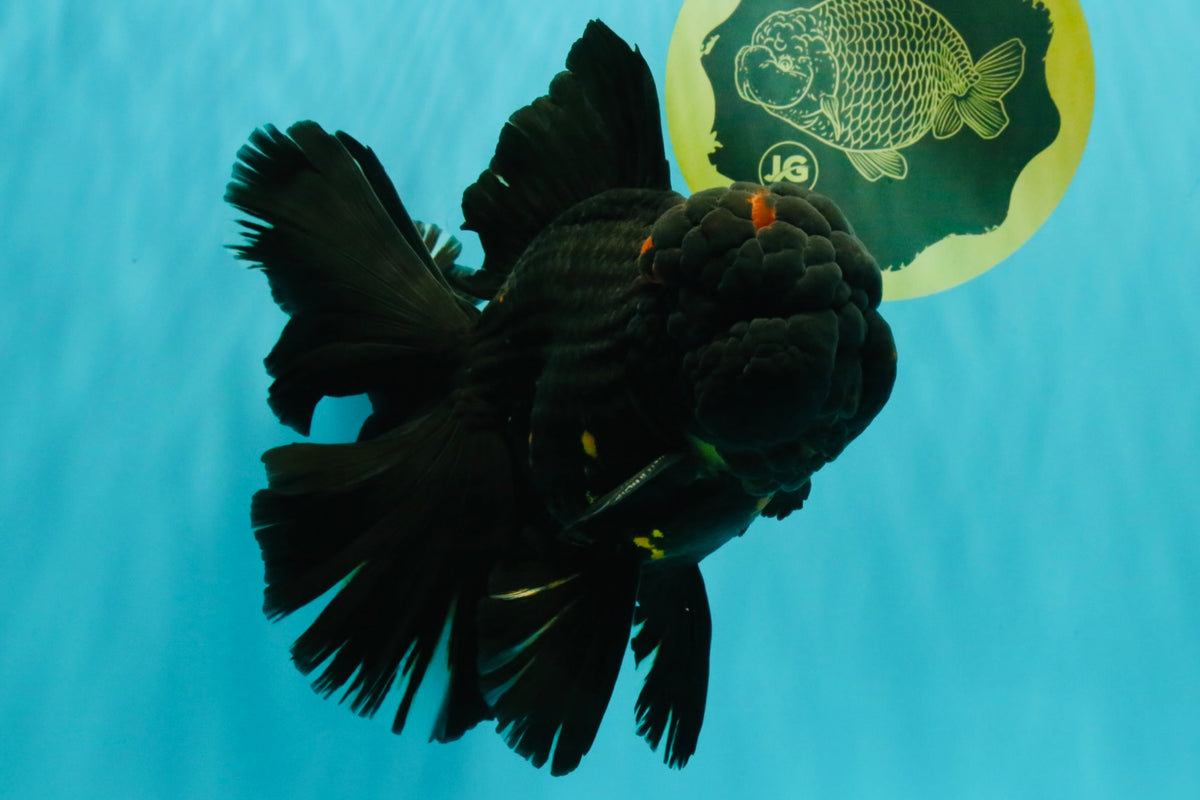 GODZILLA AAA Grade Black Lava Oranda Male 6.5-7 inches #092526OR_02
