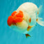CHUBBY AAA Grade Super Hybrid Buffalo Red White  Ranchu Male 5.5 inches #100226RC_22