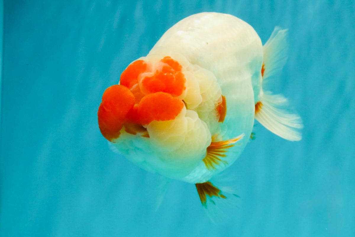 CHUBBY AAA Grade Super Hybrid Buffalo Red White  Ranchu Male 5.5 inches #100226RC_22