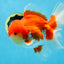 A Grade Red White Oranda Male 5.5-6 inches #080825OR_17