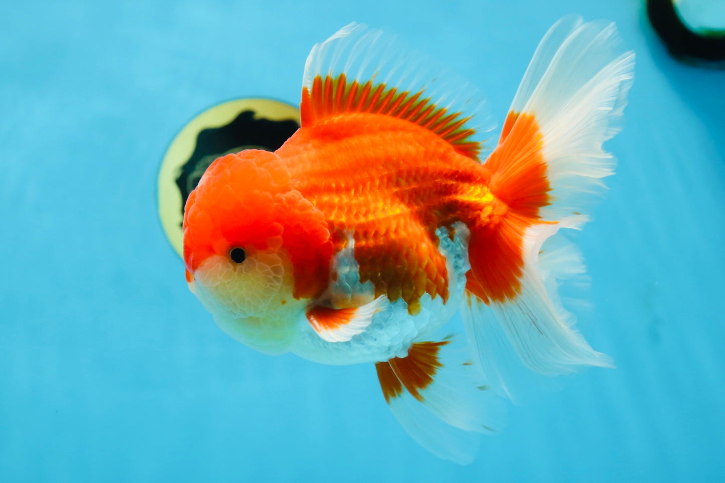 A Grade Red White Oranda Male 5.5-6 inches #080825OR_17