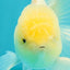 A Grade White Oranda Male 5-5.5 inches #081426OR_12