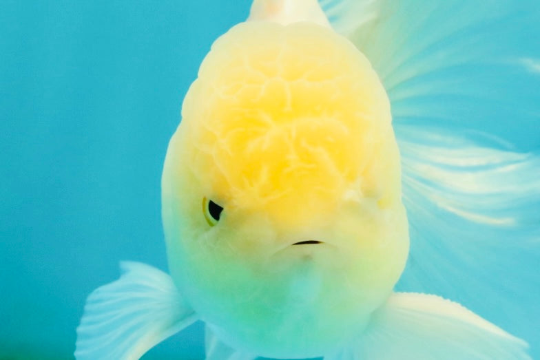 A Grade White Oranda Male 5-5.5 inches #081426OR_12