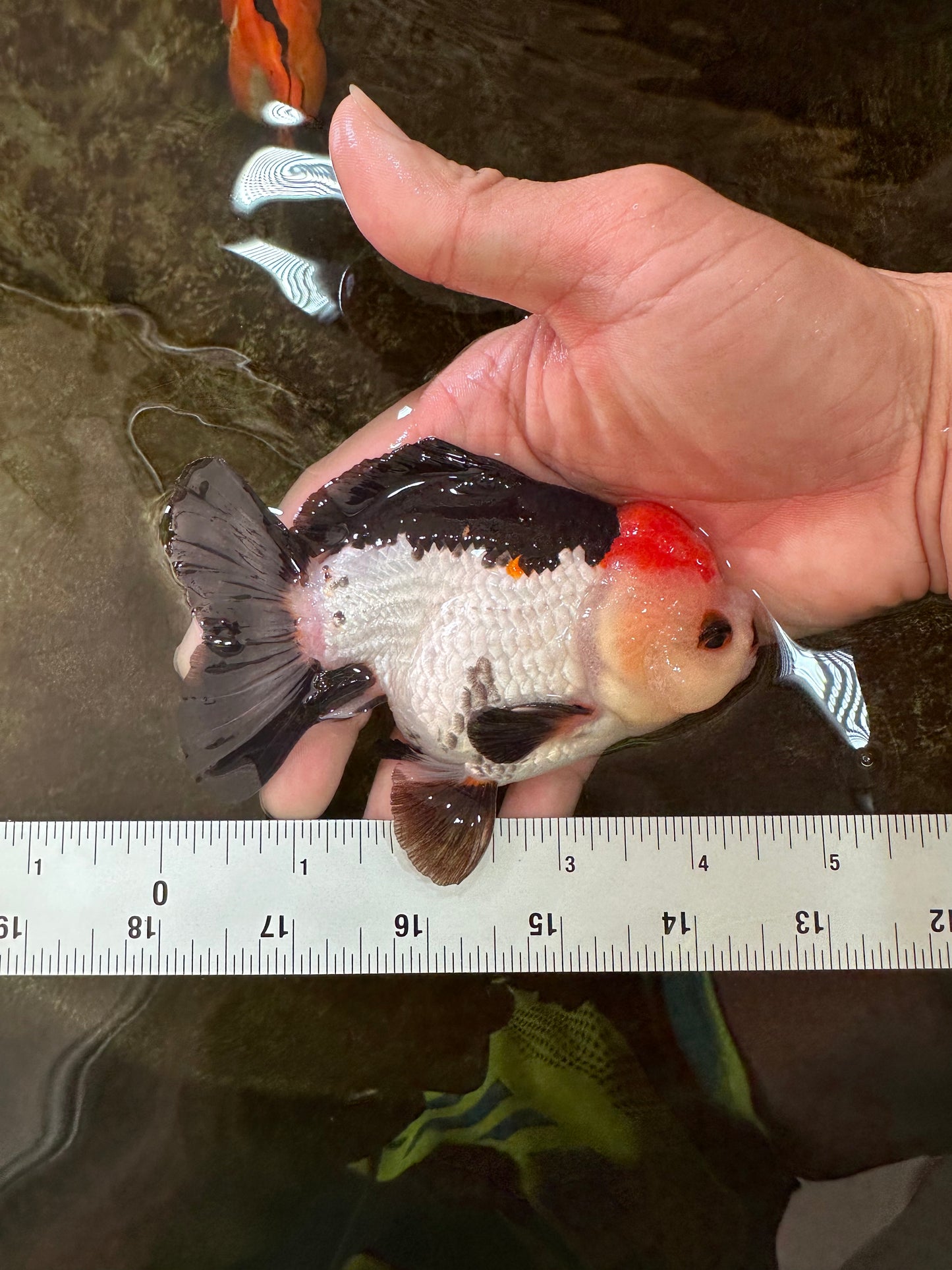 Puppy Pompom Tricolor Yuanbao Male 4.5 inches #071125YB_15