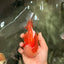 AAA Grade Red White Oranda Male 5.5-6 inches #071726OR_21