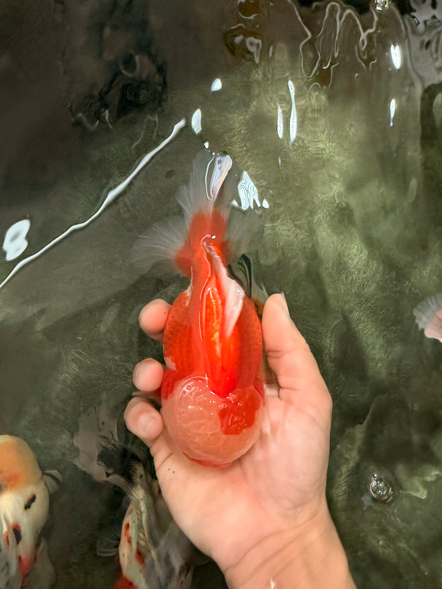 AAA Grade Red White Oranda Male 5.5-6 inches #071726OR_21