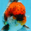 AAA Grade CHUBBY Calico Oranda Male 5.5 inches #082925OR_13