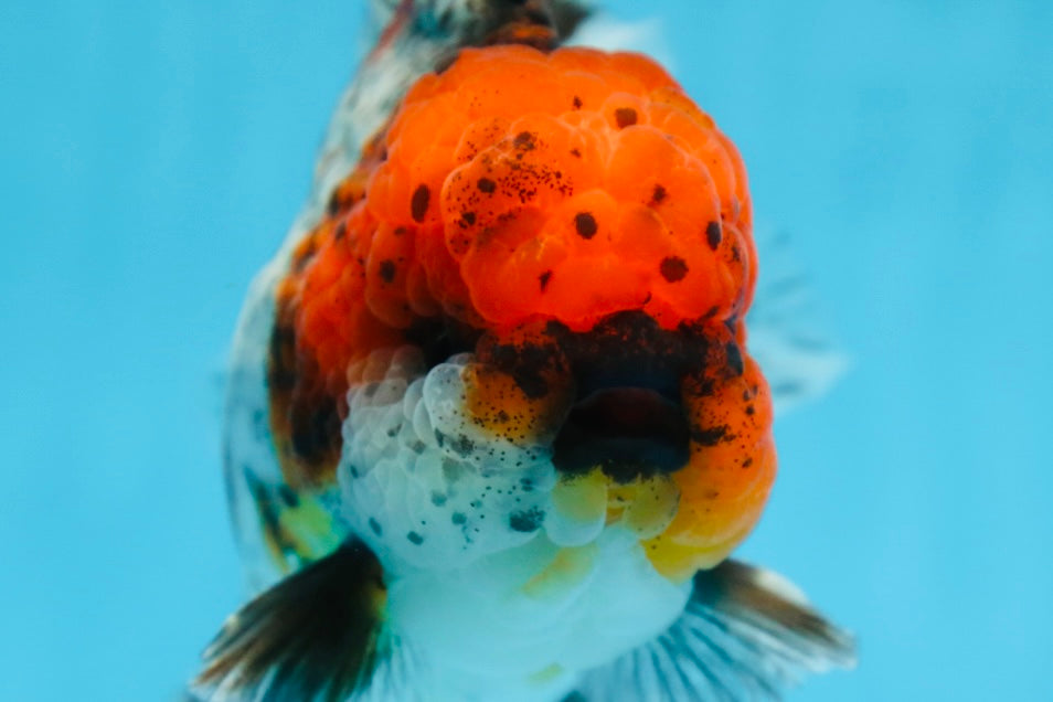 AAA Grade CHUBBY Calico Oranda Male 5.5 inches #082925OR_13