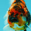 A Grade Tiger Yuanbao Male 5.5 inches #041726YB_15