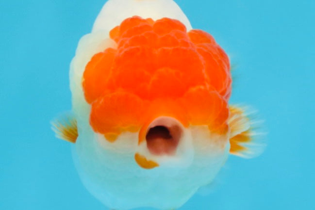 FLUFFY AAA Grade Red Head LionQueen 4-4.5 inches #102425LC_10