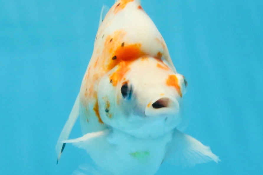 AAA Grade Indonesia Sakura Ryukin Male 6-6.5 inches #111425RK_12