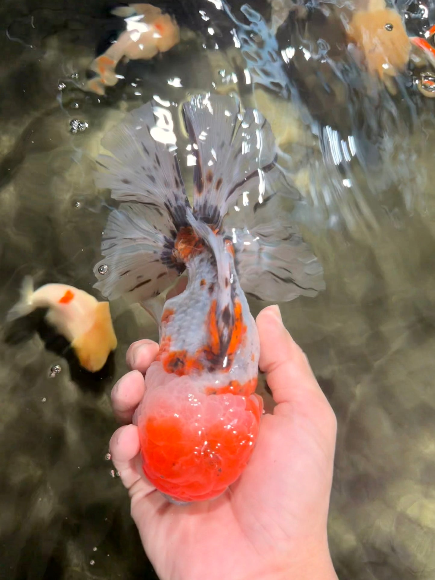 GIANT A Grade Calico Blue Base Oranda Male 7 inches #042426OR_10