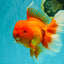 AAA Grade Super Jumbo Red White  Oranda Male 8-8.5 inches #062626OR_04