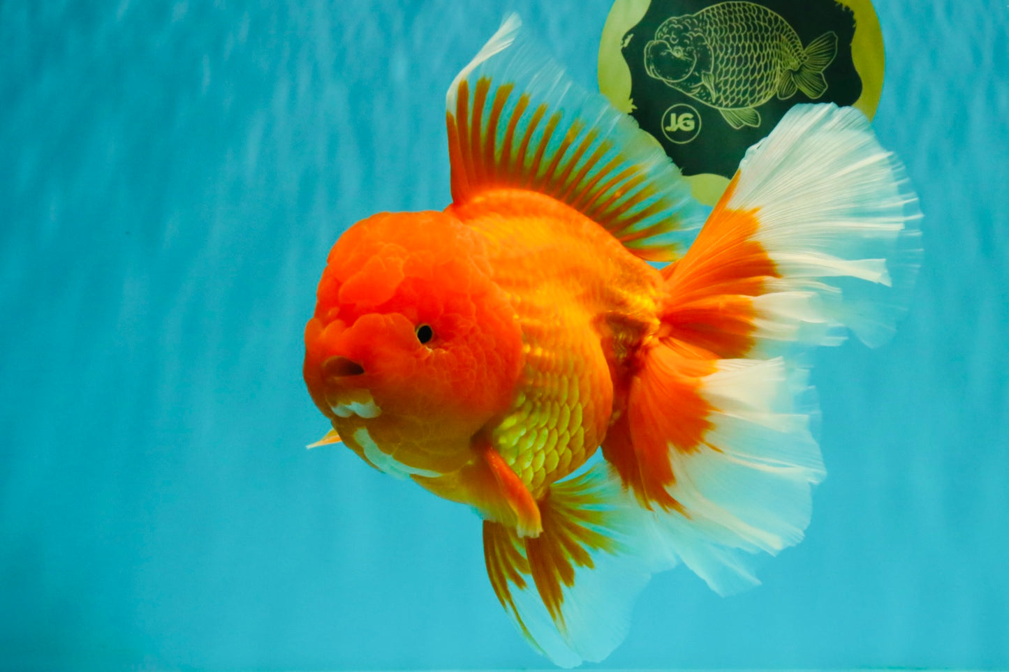 AAA Grade Super Jumbo Red White  Oranda Male 8-8.5 inches #062626OR_04