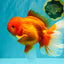 TOMATO AAA Grade Jumbo Broadtail Red Oranda Male 8.5-9 inches #072426OR_03