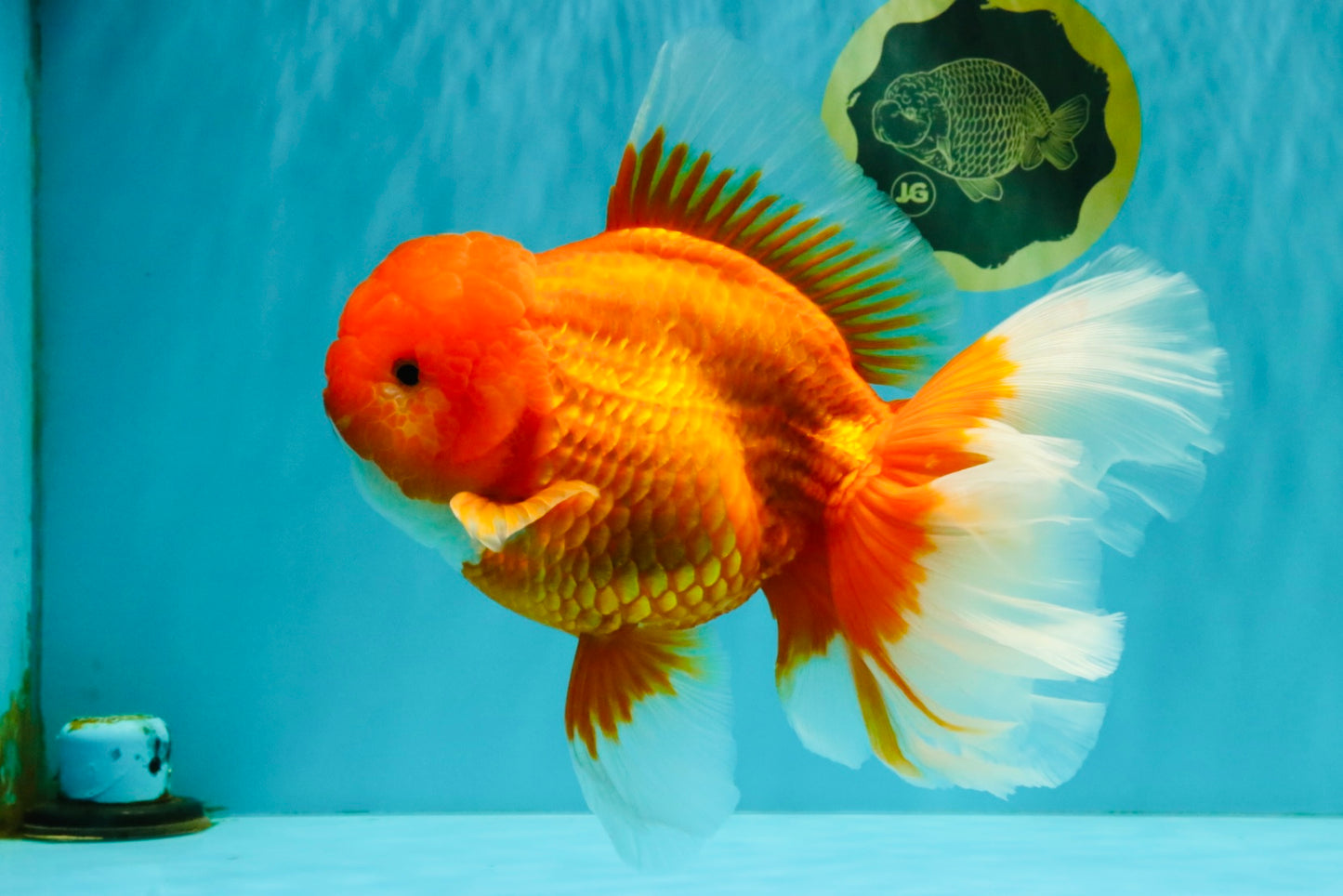TOMATO AAA Grade Jumbo Broadtail Red Oranda Male 8.5-9 inches #072426OR_03