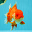 CHONKY AAA Grade Godzilla Red White Oranda Male 6.5-7 inches #022726OR_14