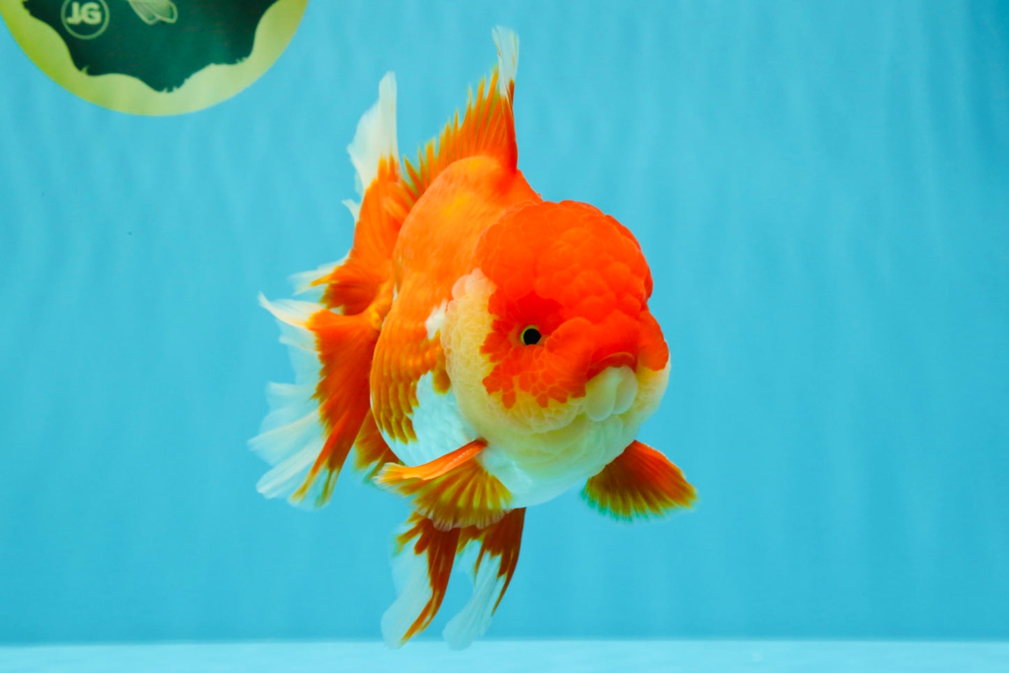 CHONKY AAA Grade Godzilla Red White Oranda Male 6.5-7 inches #022726OR_14