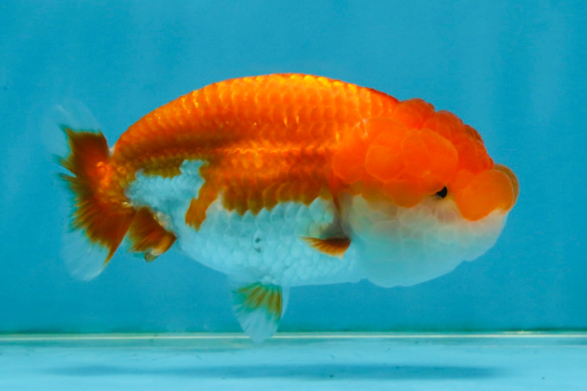 Red White Lionchu Female 4 inches #121225LC_11