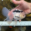 A Grade SPECIAL Panda Oranda Male 6 inches #090525OR_14