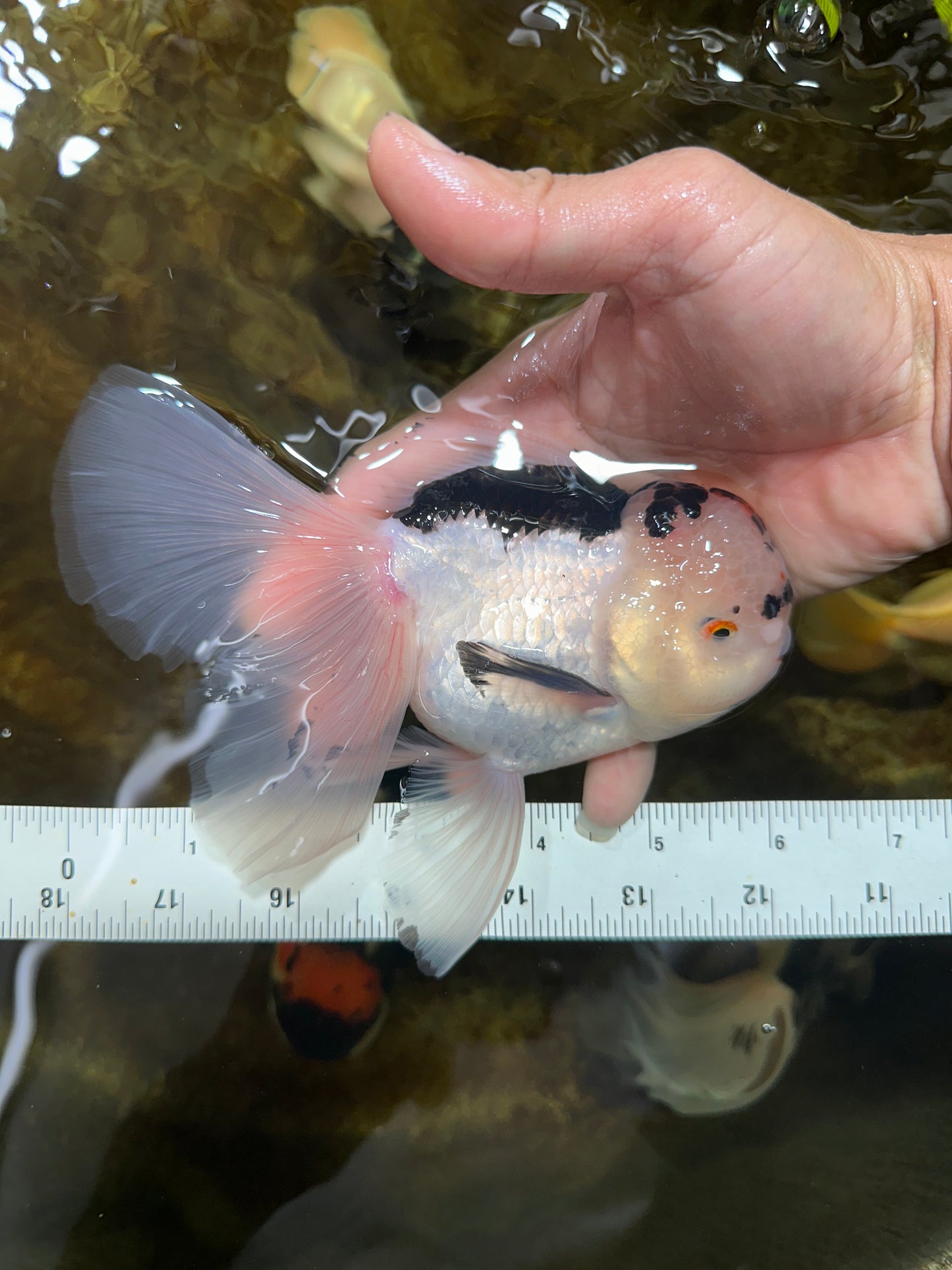 A Grade SPECIAL Panda Oranda Male 6 inches #090525OR_14