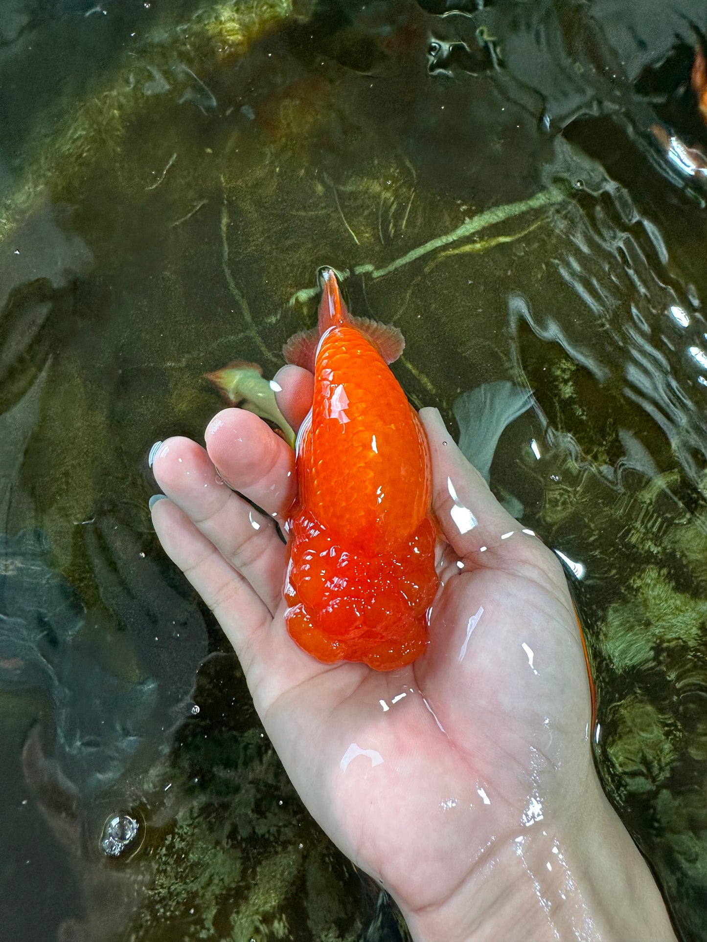 A Grade FLUFFY WEN Red White LionQueen 4.5 inches #072525LC_02