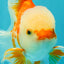 FLUFFY TAIL A Grade Jade Head Red White Oranda Male 5.5-6 inches #090426OR_13