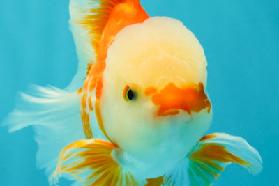 FLUFFY TAIL A Grade Jade Head Red White Oranda Male 5.5-6 inches #090426OR_13